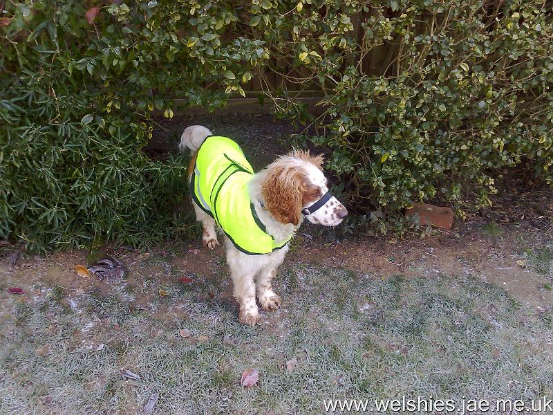 2010-11-28 04.jpg - Can you see the calming band on my nose?  It stops me barking so much